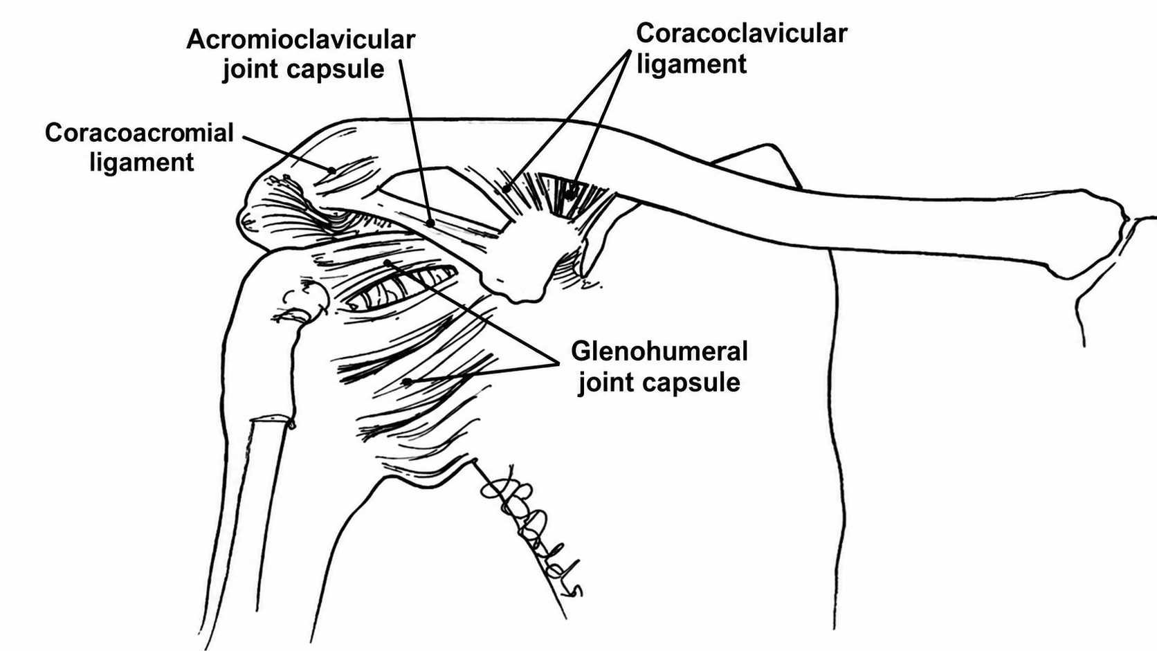 ac joint